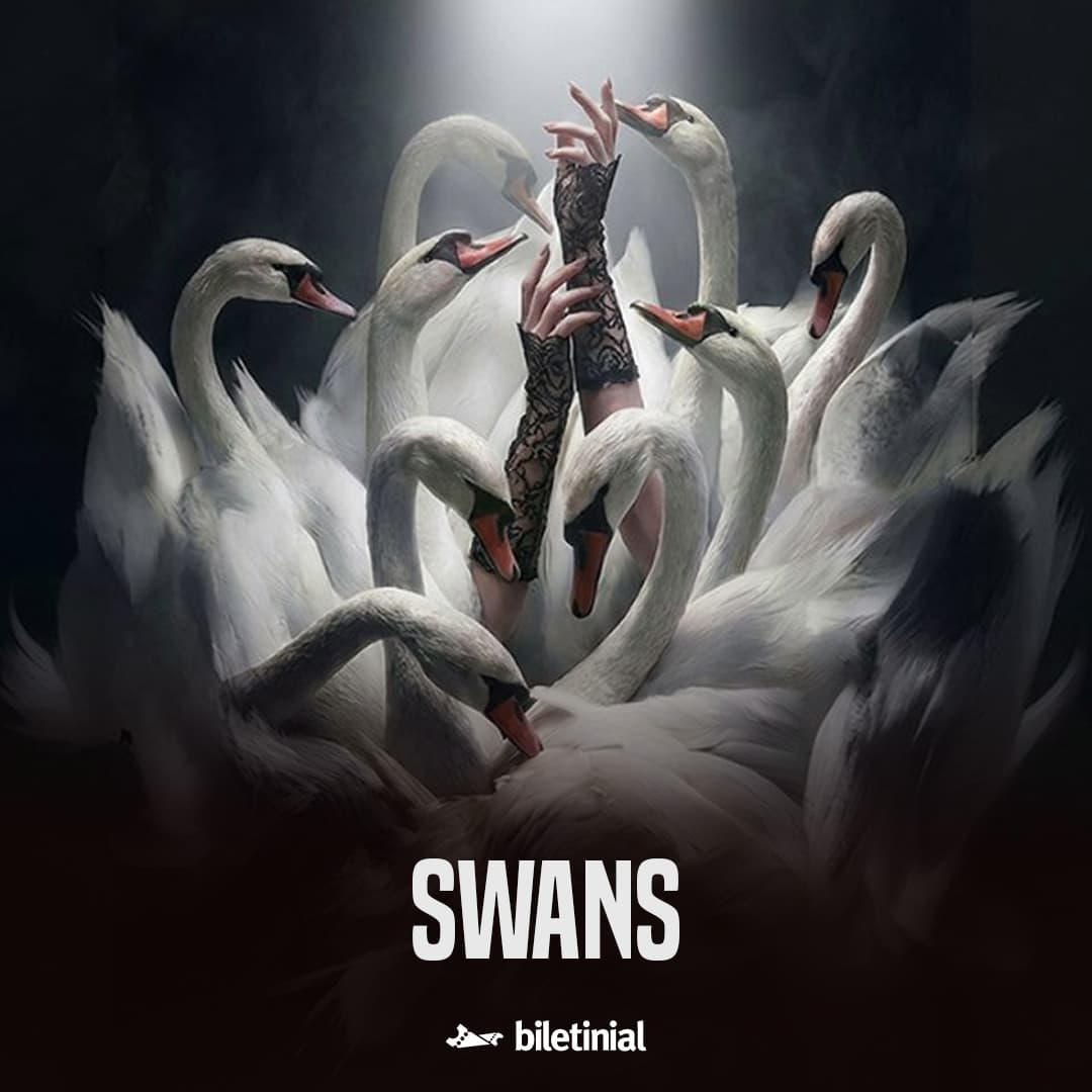 Swans