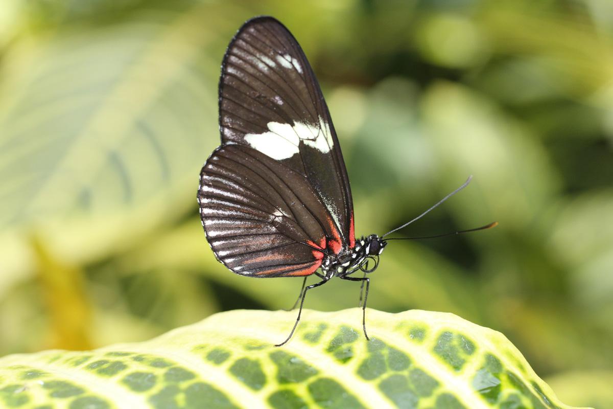 Konya Tropikal Kelebek Bahçesi Giriş Bileti
